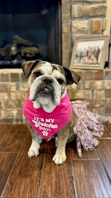 Customer Dog Picture