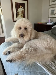 Customer Dog Picture